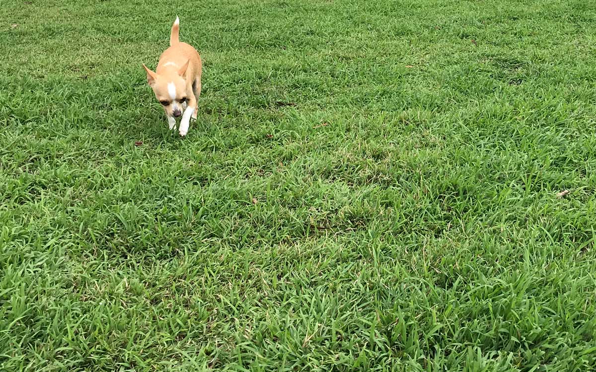 Chihuahua Exercising