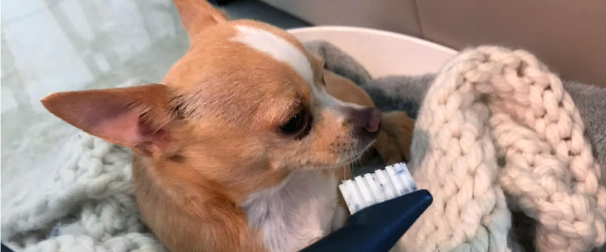Chihuahua laying on a bed with a toothbrush held in front of him. His teeth are about to be brushed.